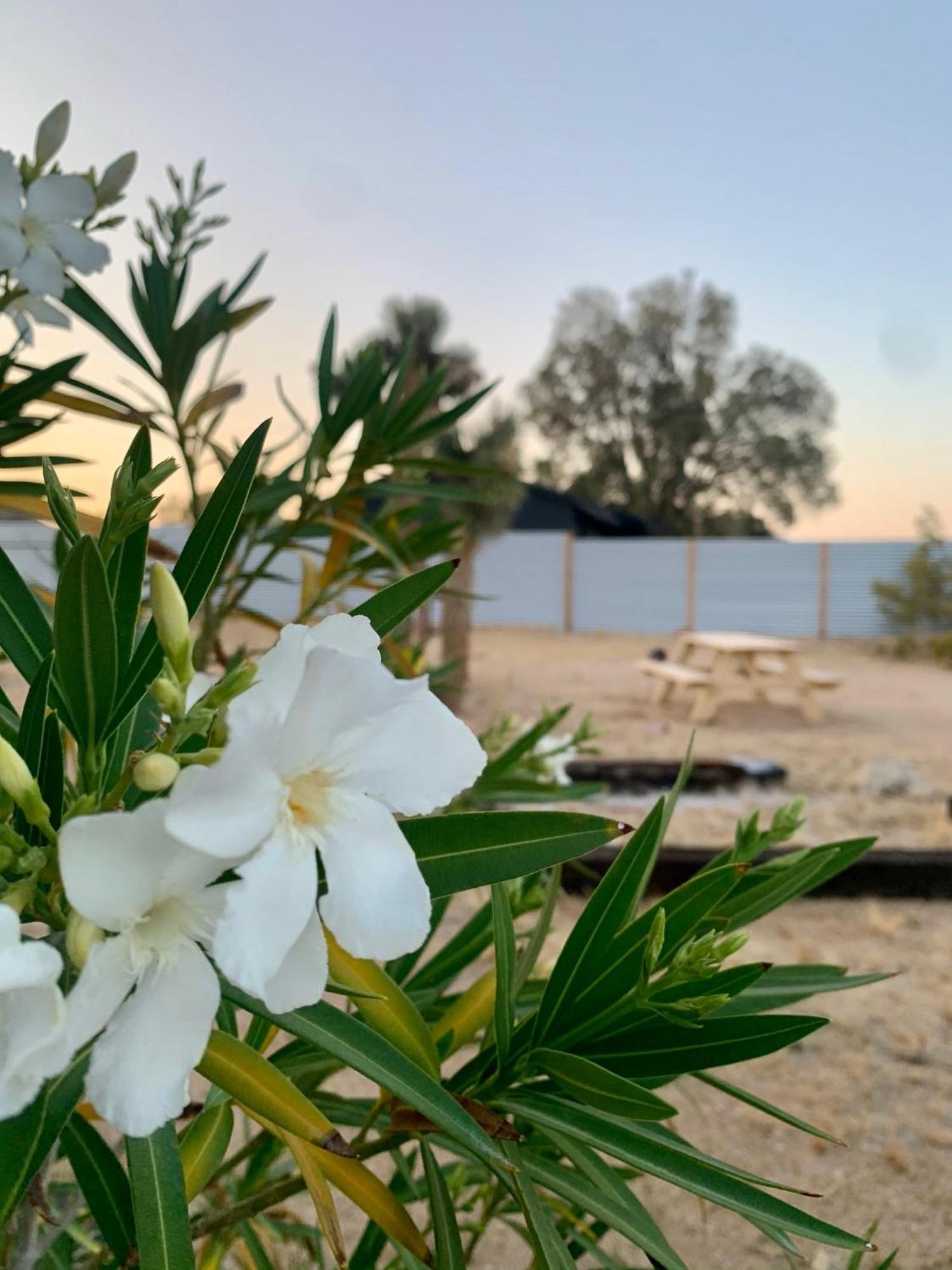 Casa Agave: Comfy Joshua Tree Cottage With Free Breakfast Bar Zewnętrze zdjęcie